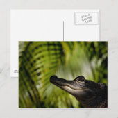 Schady Alligator-Postkarte Postkarte (Vorne/Hinten)