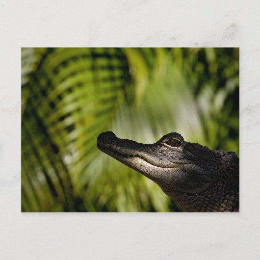 Schady Alligator-Postkarte Postkarte (Vorderseite)