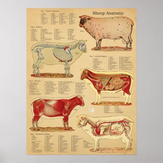Schaf-Anatomie-Atlas-Diagramm Poster (Vorne)