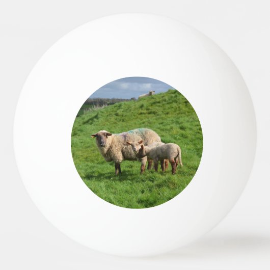 Schaf-Familie Tischtennisball (Vorderseite)