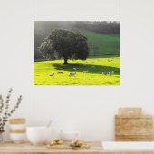 Schaf in der Morgensonne Poster (Küche)