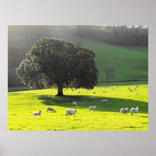 Schaf in der Morgensonne Poster (Vorne)