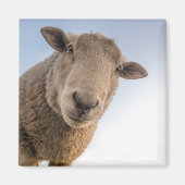 Schaf nach unten magnet (Vorne)