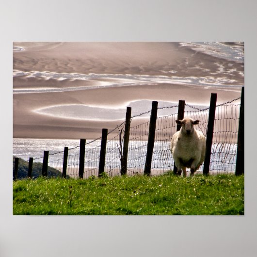 SCHAF POSTER (Vorne)