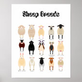 Schaf-Rasse Poster (Vorne)