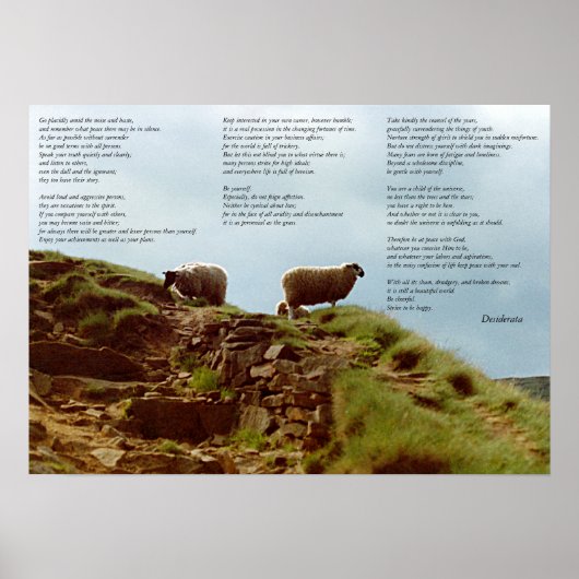 Schaf ruhig in Stille auf dem Berg Desiderata Poster (Vorne)