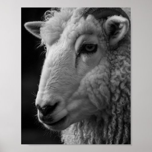 Schaf Schwarz-Weiß-Studio-Wandkunst Poster (Vorne)