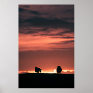 Schaf Sonnenuntergang Naturfoto Poster