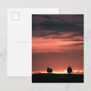 Schaf Sonnenuntergang Naturfoto Postkarte