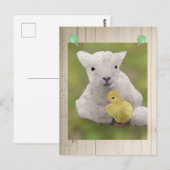 Schaf und Küken Postkarte (Vorne/Hinten)