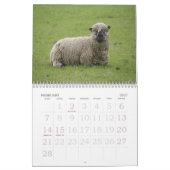 Schaf-Wandkalender Kalender (Feb 2027)