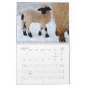 Schaf-Wandkalender Kalender (Jan 2027)