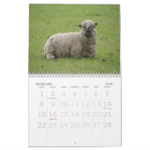 Schaf-Wandkalender Kalender (Feb 2026)