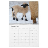 Schaf-Wandkalender Kalender (Jan 2027)