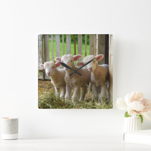Schaf wirft quadratische Uhr (Zuhause)