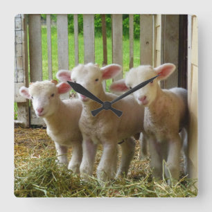 Schaf wirft quadratische Uhr