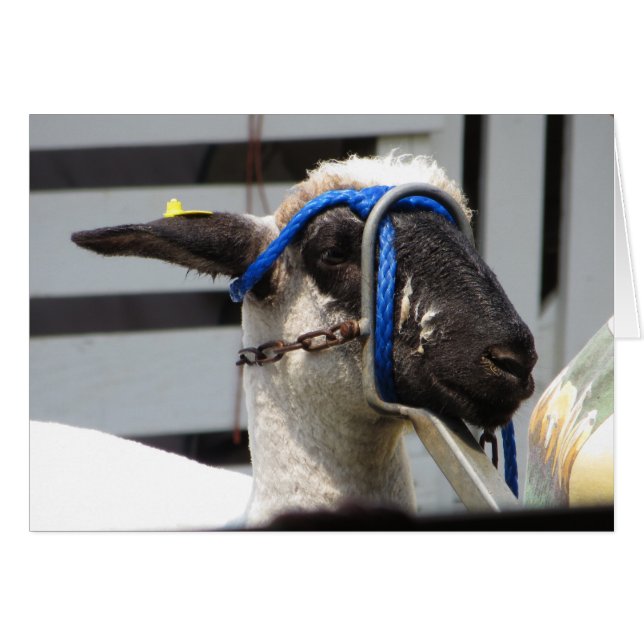 Schafe (Vorderseite (Horizontal))