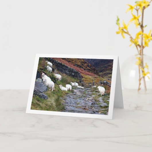 Schafe am See Karte (Gelbe Blume)