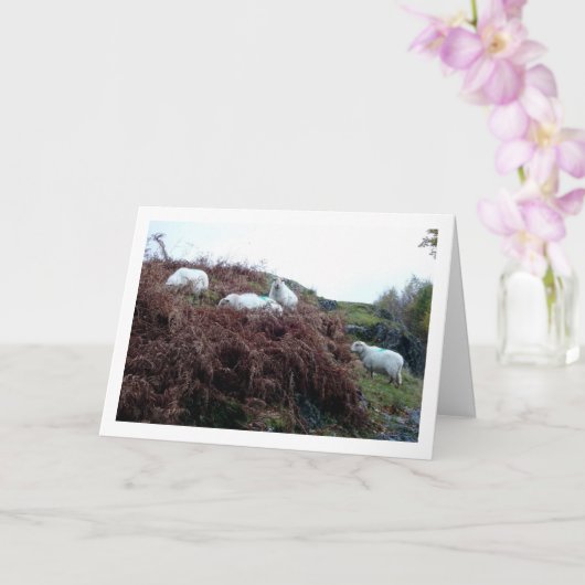 Schafe auf dem Berg Karte (Orchidee)