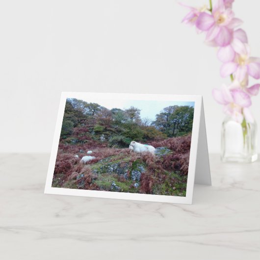 Schafe auf dem Berg Karte (Orchidee)