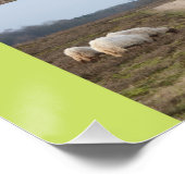 Schafe auf dem Heathland Square Poster (Ecke)