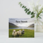 Schafe auf den Färöern Postkarte (Stehend Vorderseite)