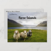 Schafe auf den Färöern Postkarte (Vorne/Hinten)