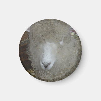 Schafe auf der Landkreis Magnet