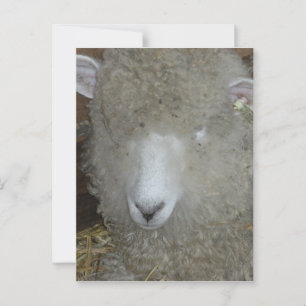 Schafe auf der Landkreis Postkarte