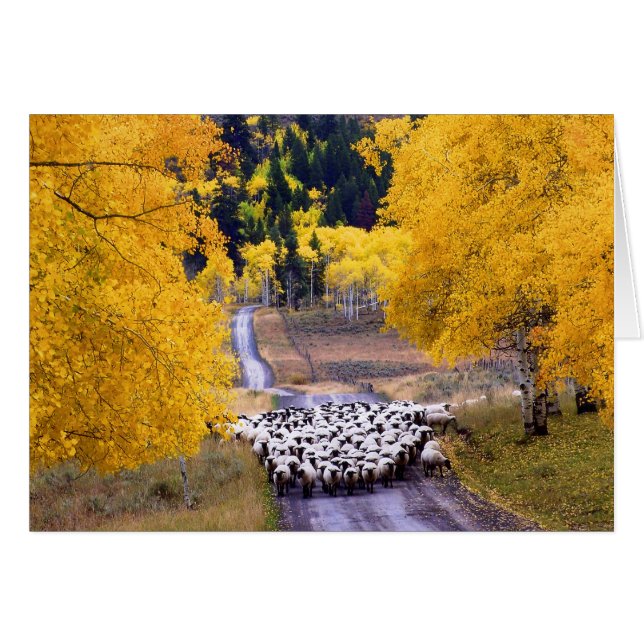Schafe auf der Landstraße (Vorderseite (Horizontal))