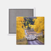 Schafe auf der Landstraße Magnet (Vorderseite/Rückseite)