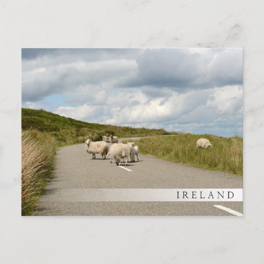 Schafe auf der Straße in Irland Bar postcard Postkarte (Vorderseite)