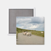 Schafe auf der Straße in Irland Magnet (Vorderseite/Rückseite)