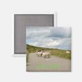 Schafe auf der Straße in Irland Magnet (Vorderseite/Rückseite)