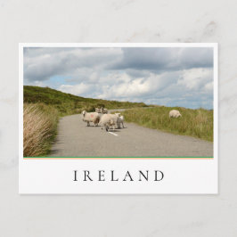 Schafe auf der Straße in Irland Postkarte