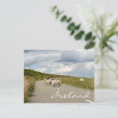 Schafe auf der Straße in Irland Text Postkarte (Stehend Vorderseite)