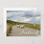Schafe auf der Straße in Irland Text Postkarte (Vorne/Hinten)