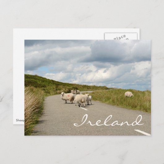 Schafe auf der Straße in Irland Text Postkarte (Vorne/Hinten)
