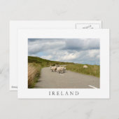 Schafe auf der Straße in Irland weiße Postkarte (Vorne/Hinten)