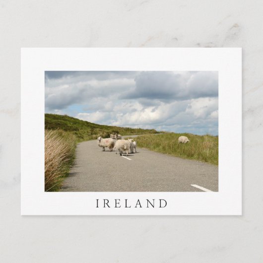 Schafe auf der Straße in Irland weiße Postkarte (Vorderseite)
