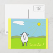 Schafe auf einem Feld Postkarte (Vorne/Hinten)