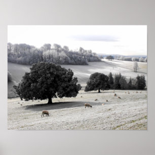 Schafe auf einem frostigen Feld Poster