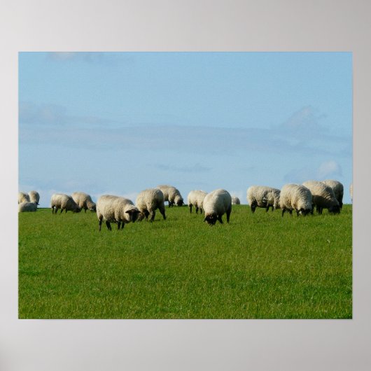 Schafe auf einem Hügelposter Poster (Vorne)