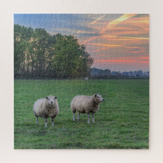 Schafe auf Feld mit Sonnenuntergang Puzzle (Vertikal)