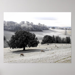 Schafe auf frostigem Feld Poster