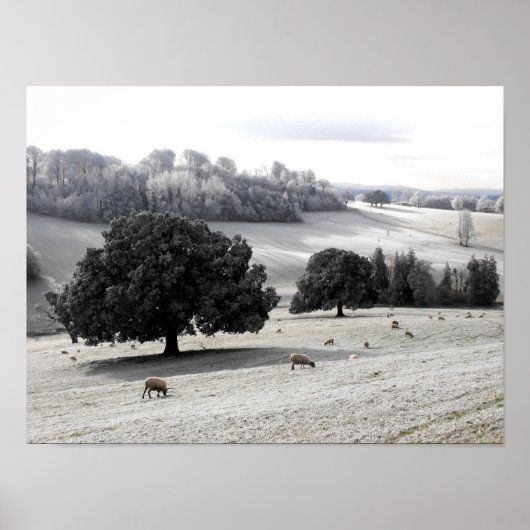 Schafe auf frostigem Feld Poster (Vorne)