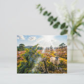 Schafe auf Heide mit Wacholderbaum Postkarte (Stehend Vorderseite)