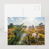 Schafe auf Heide mit Wacholderbaum Postkarte (Vorne/Hinten)