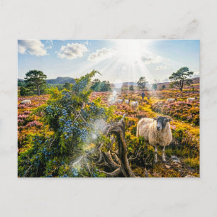 Schafe auf Heide mit Wacholderbaum Postkarte