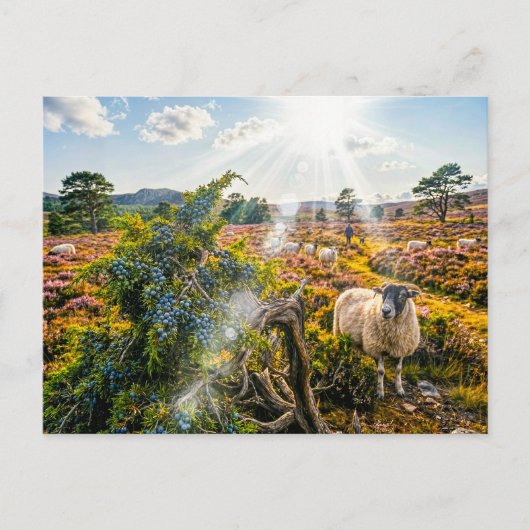 Schafe auf Heide mit Wacholderbaum Postkarte (Vorderseite)